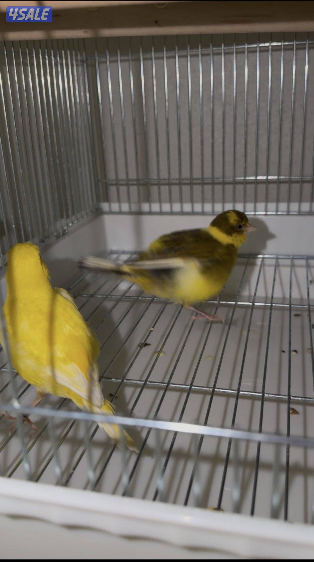 للبيع محموعة كناري جيبوسو وفايف فانسي3