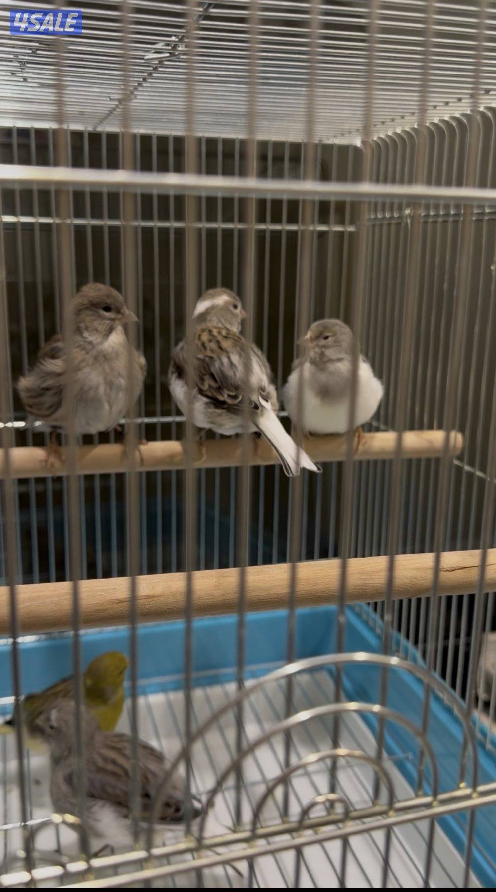 للبيع محموعة كناري جيبوسو وفايف فانسي4