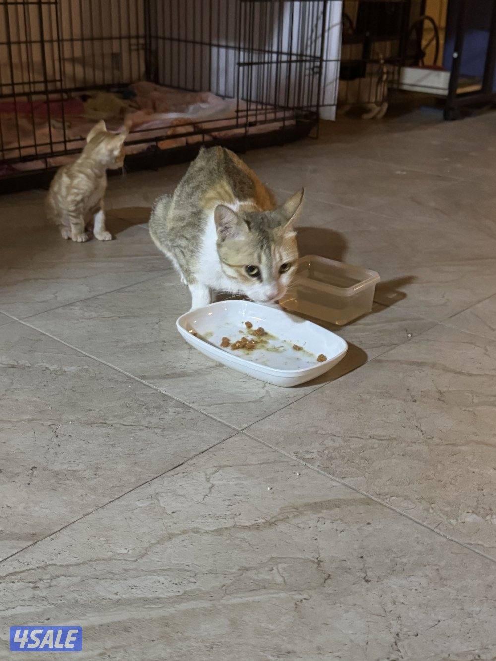 قطط للتبني أم و ٤ عيال ماكملو شهر4