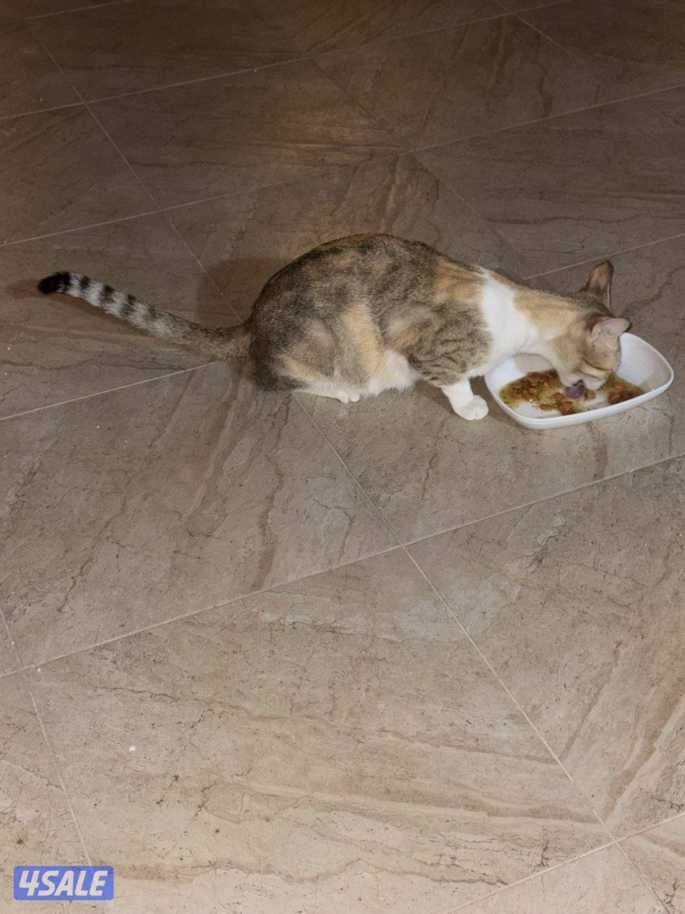 قطط للتبني أم و ٤ عيال ماكملو شهر5