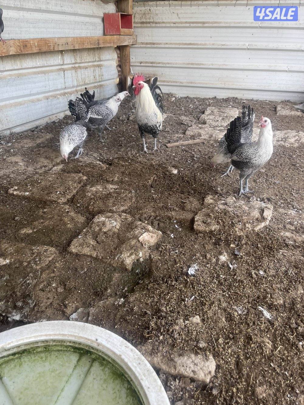 للبيع دجاج فيومي0