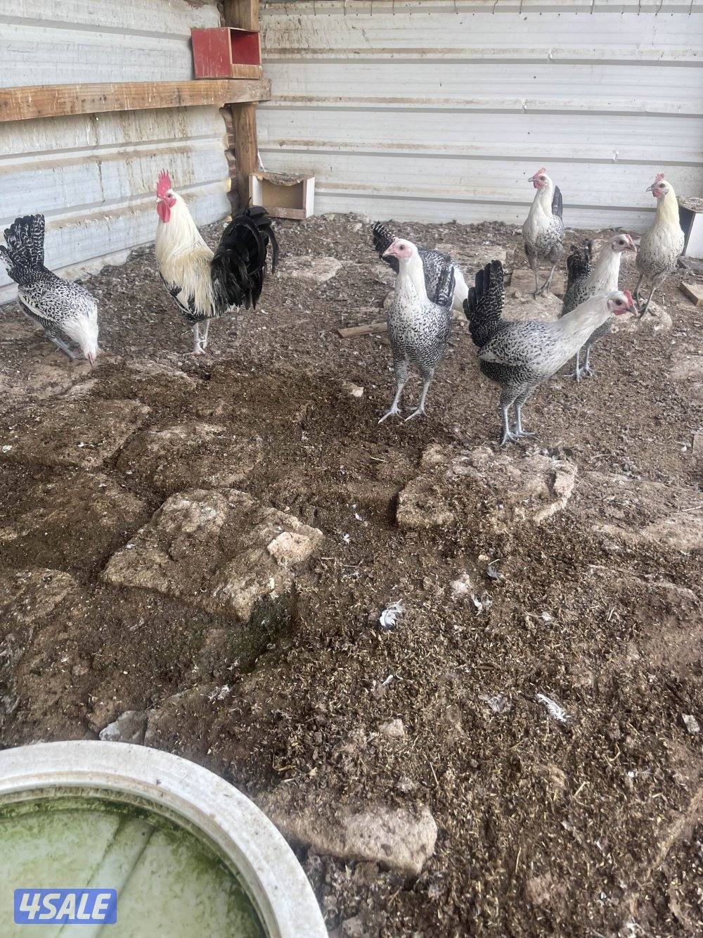 للبيع دجاج فيومي1