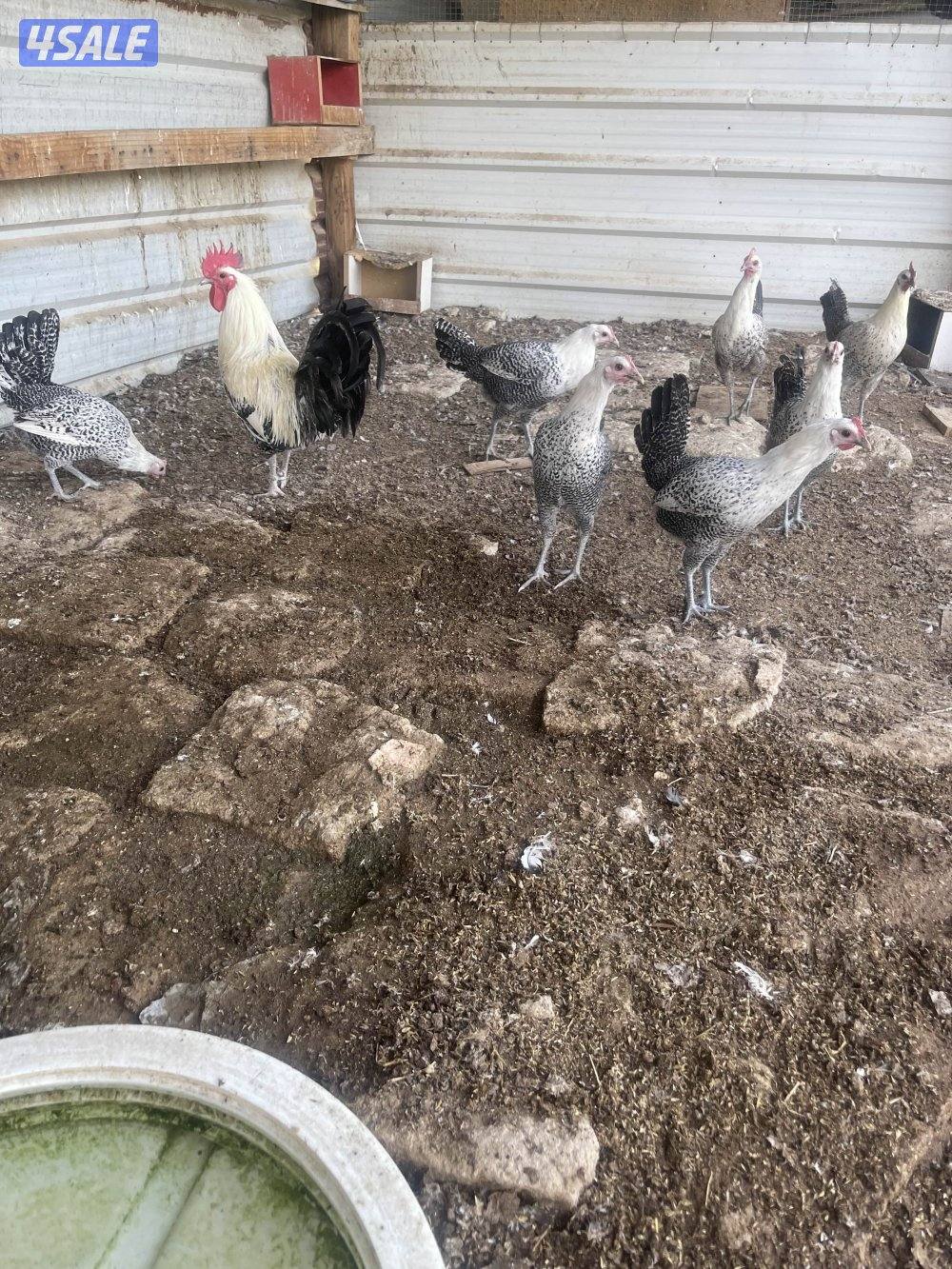 للبيع دجاج فيومي2