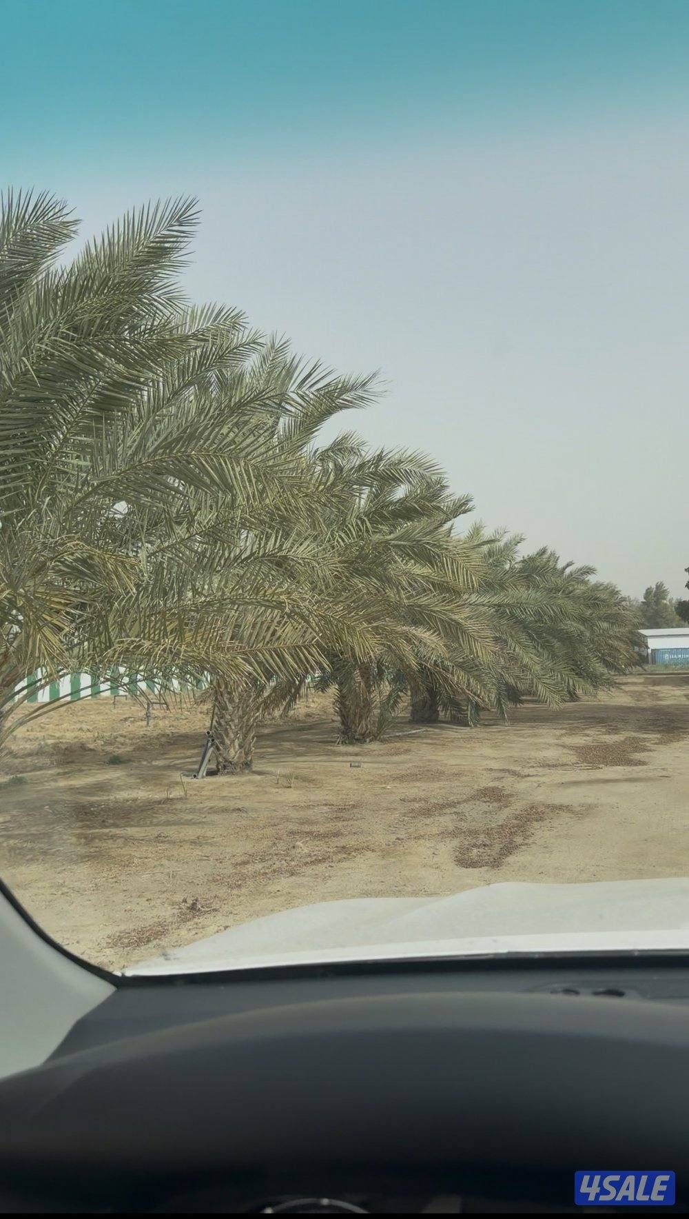 نخل برحي و اخلاص قديم0