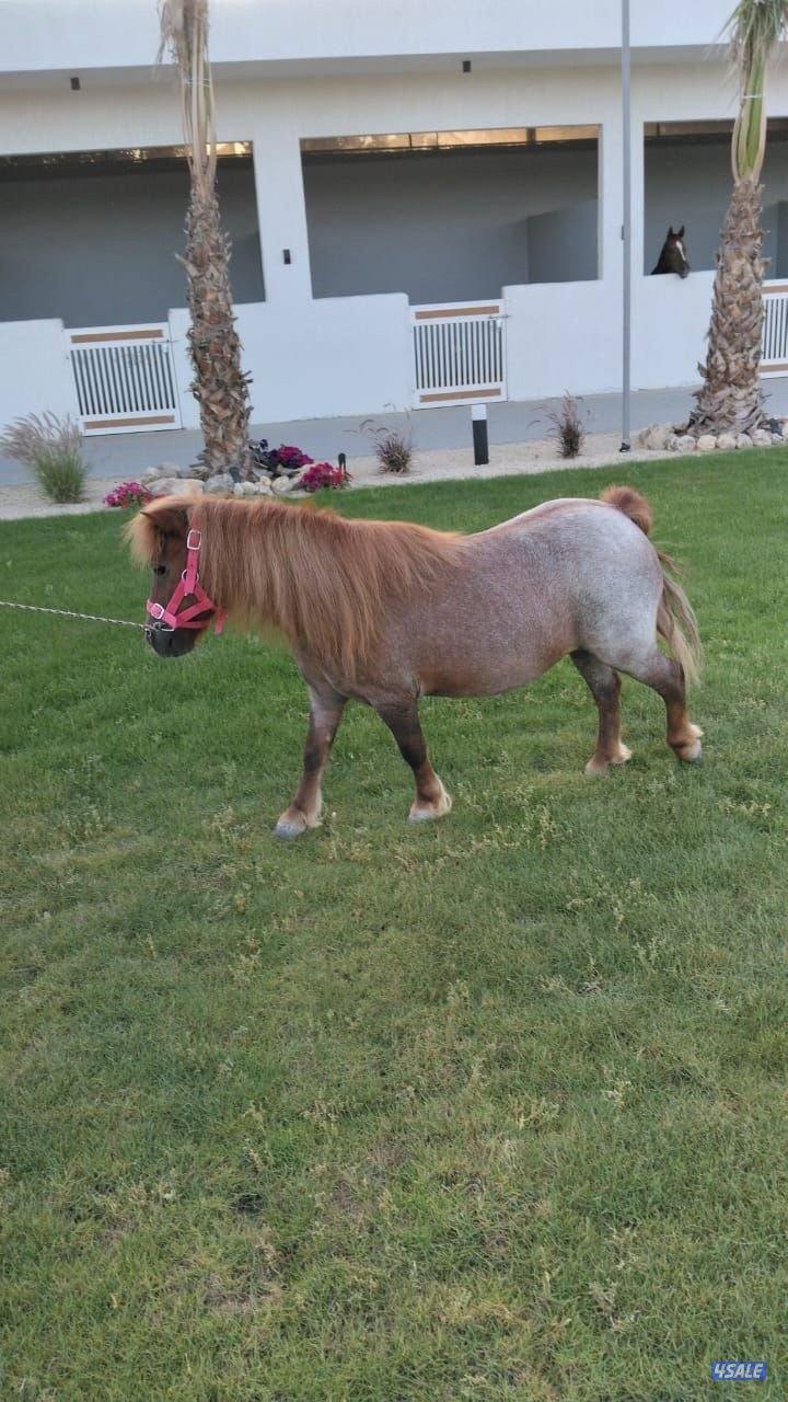 بونيه شرط السلم وهاديه جدا0