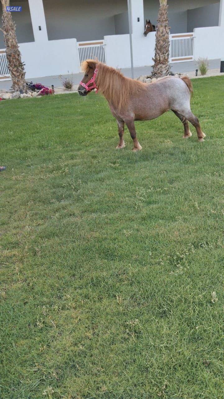 بونيه شرط السلم وهاديه جدا1