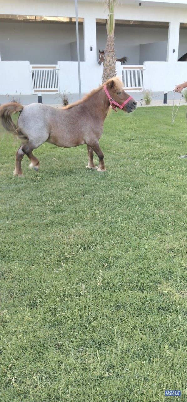 بونيه شرط السلم وهاديه جدا2