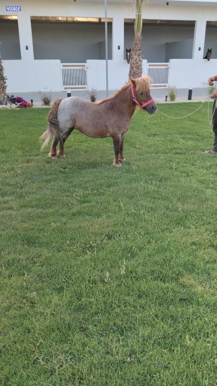 بونيه شرط السلم وهاديه جدا3