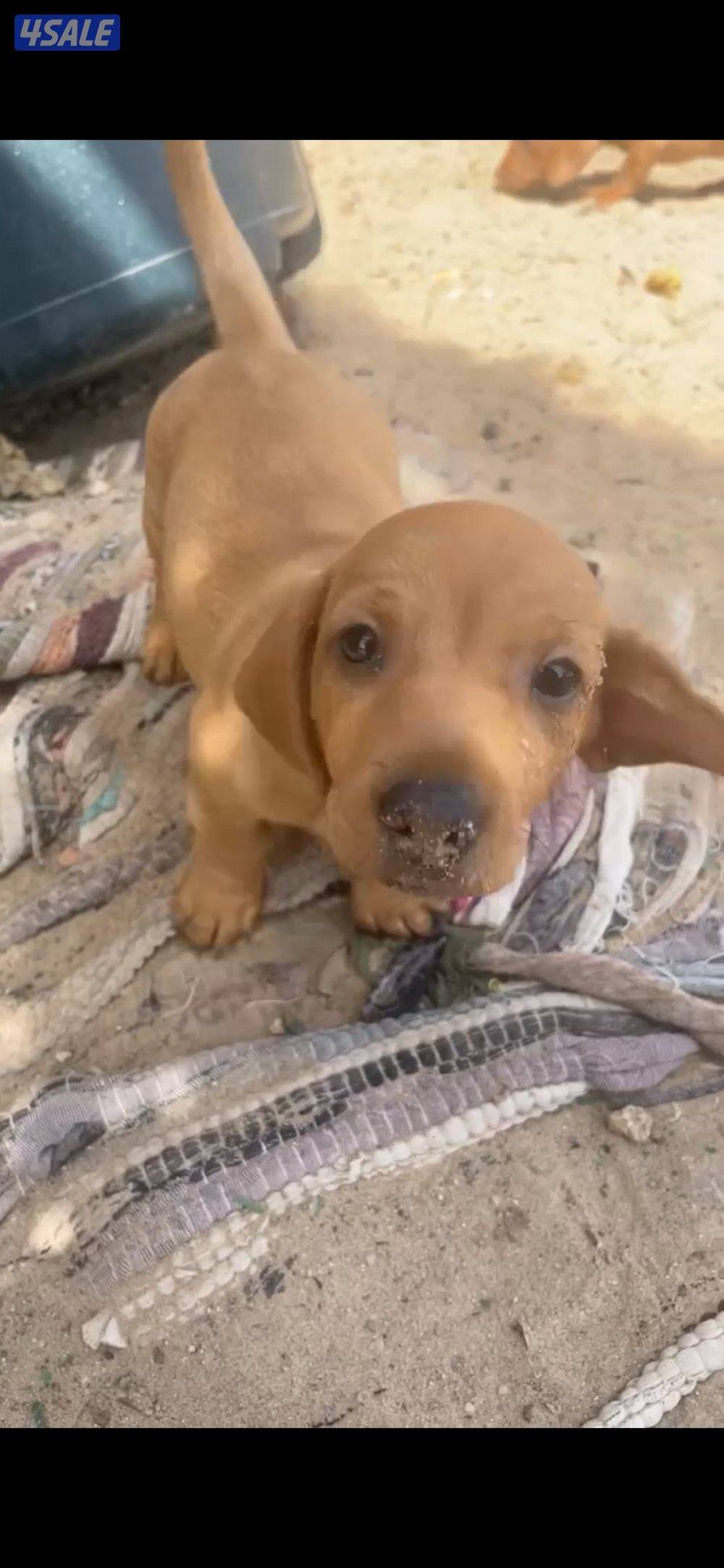 مزارع الوفرة0