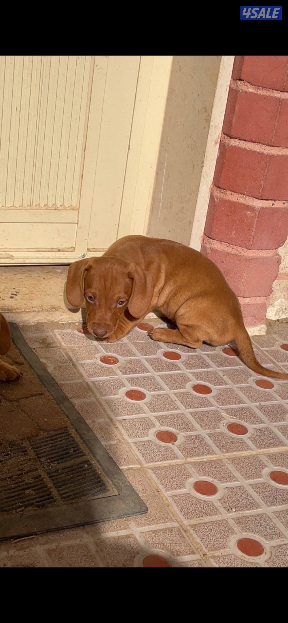 مزارع الوفرة1