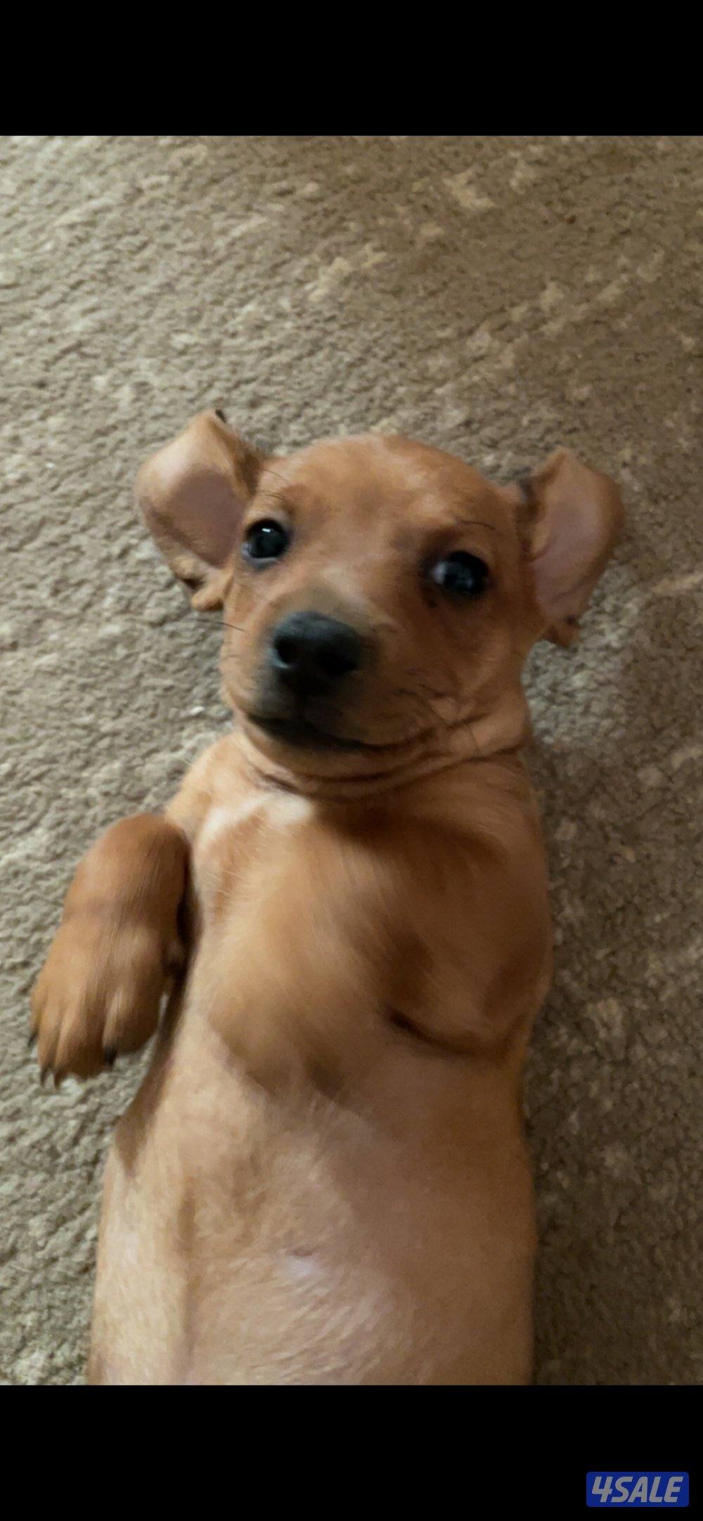 مزارع الوفرة2