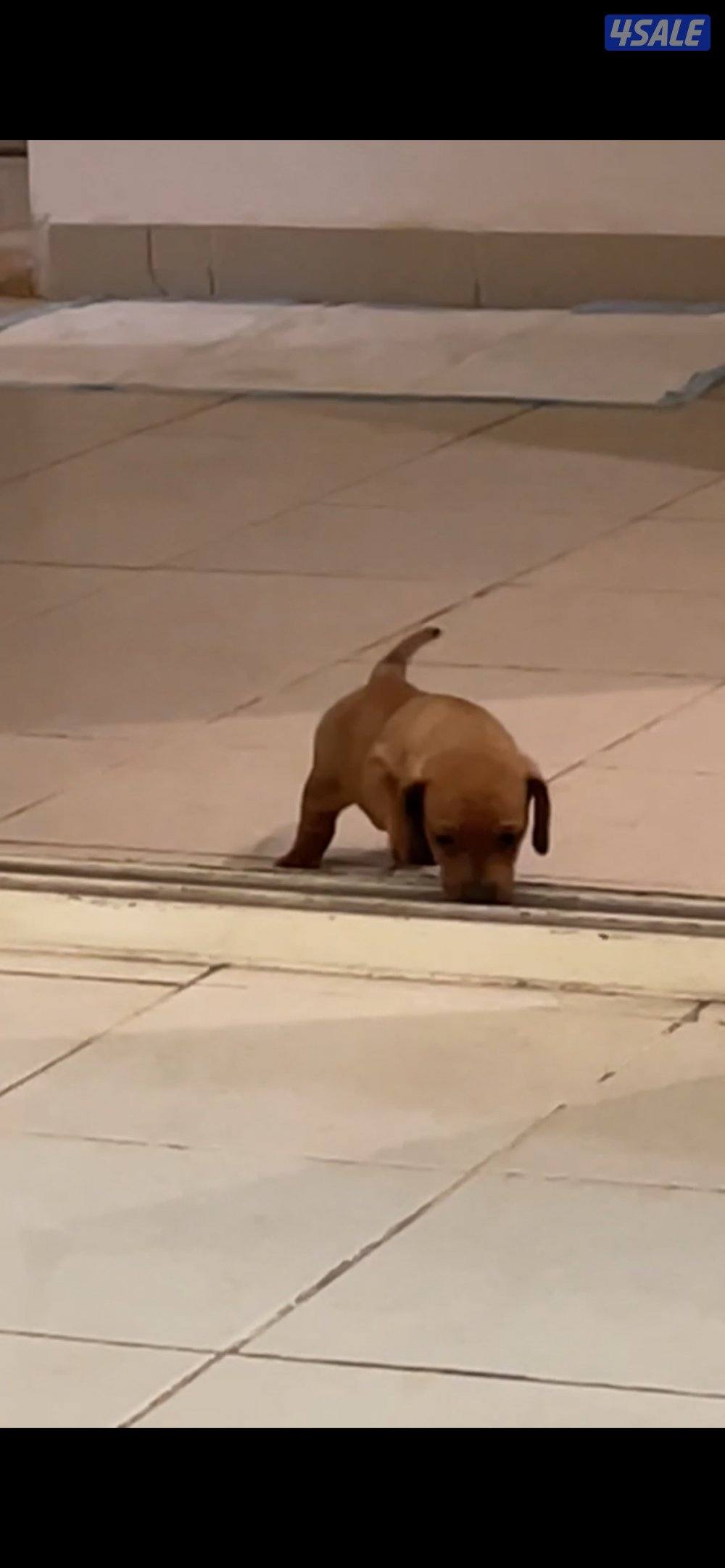 مزارع الوفرة3