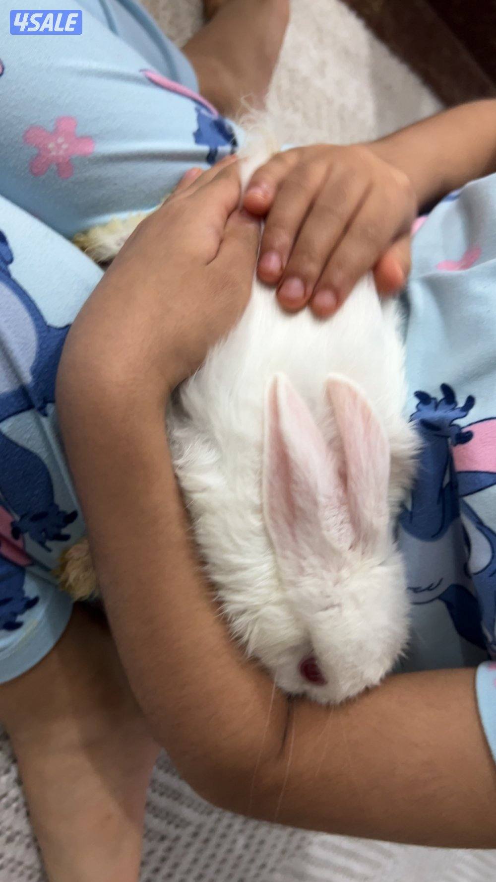 ٢ ارنب لون ابيض ذكر وانثى0