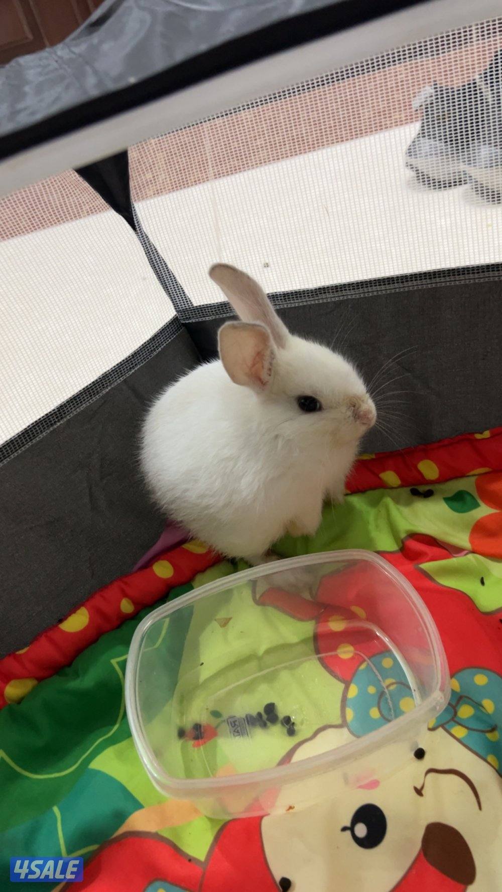 ٢ ارنب لون ابيض ذكر وانثى1