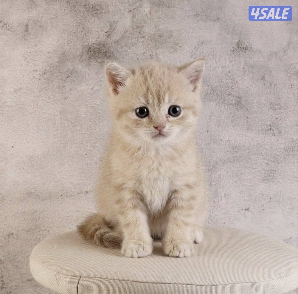 للبيع انثى وذكر جاهزه لاستلام0