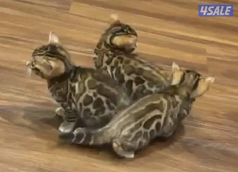 كتن بنقال للبيع0