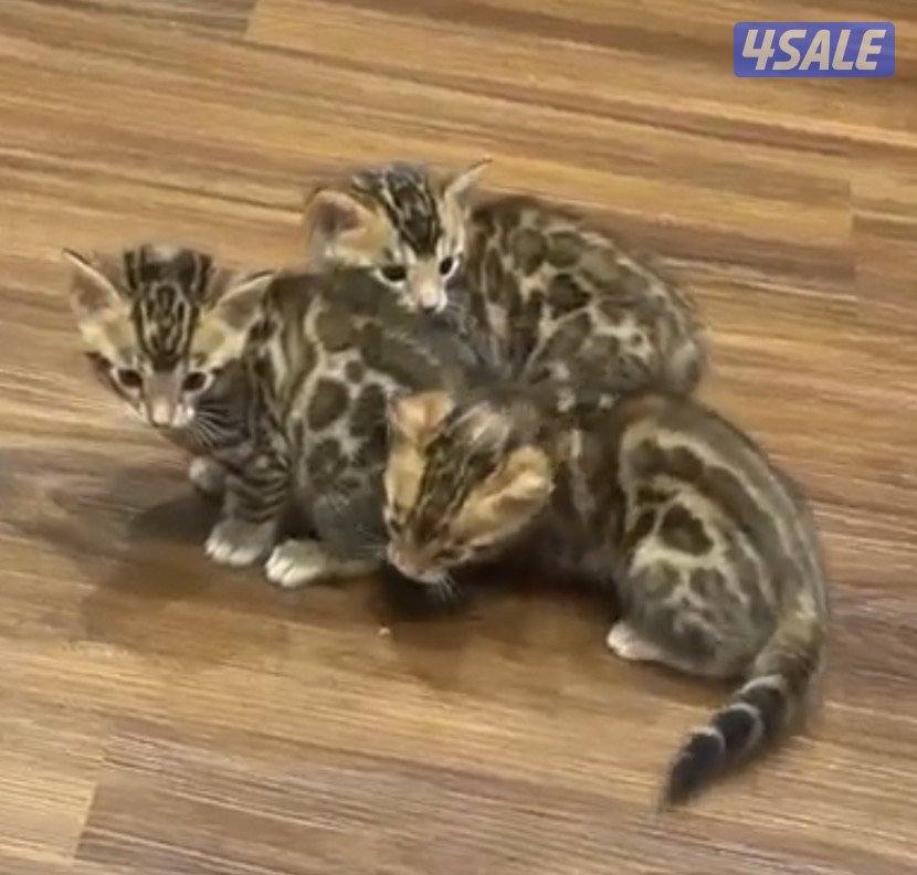 كتن بنقال للبيع1