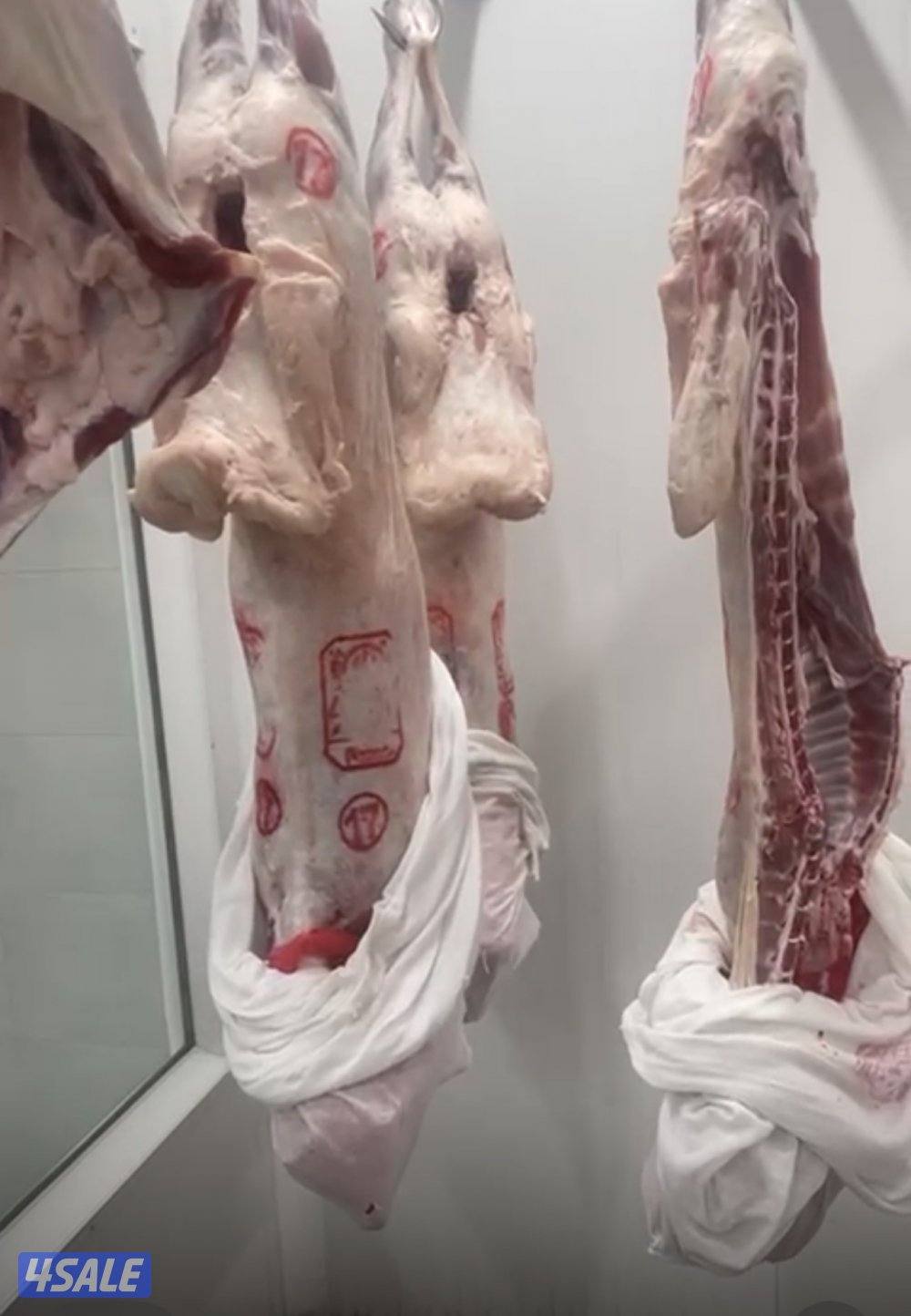 مطلوب  ق صاب للملحمه0