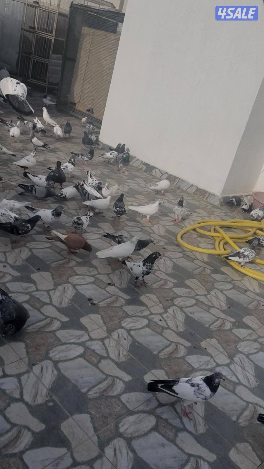 الجهرا العيون0