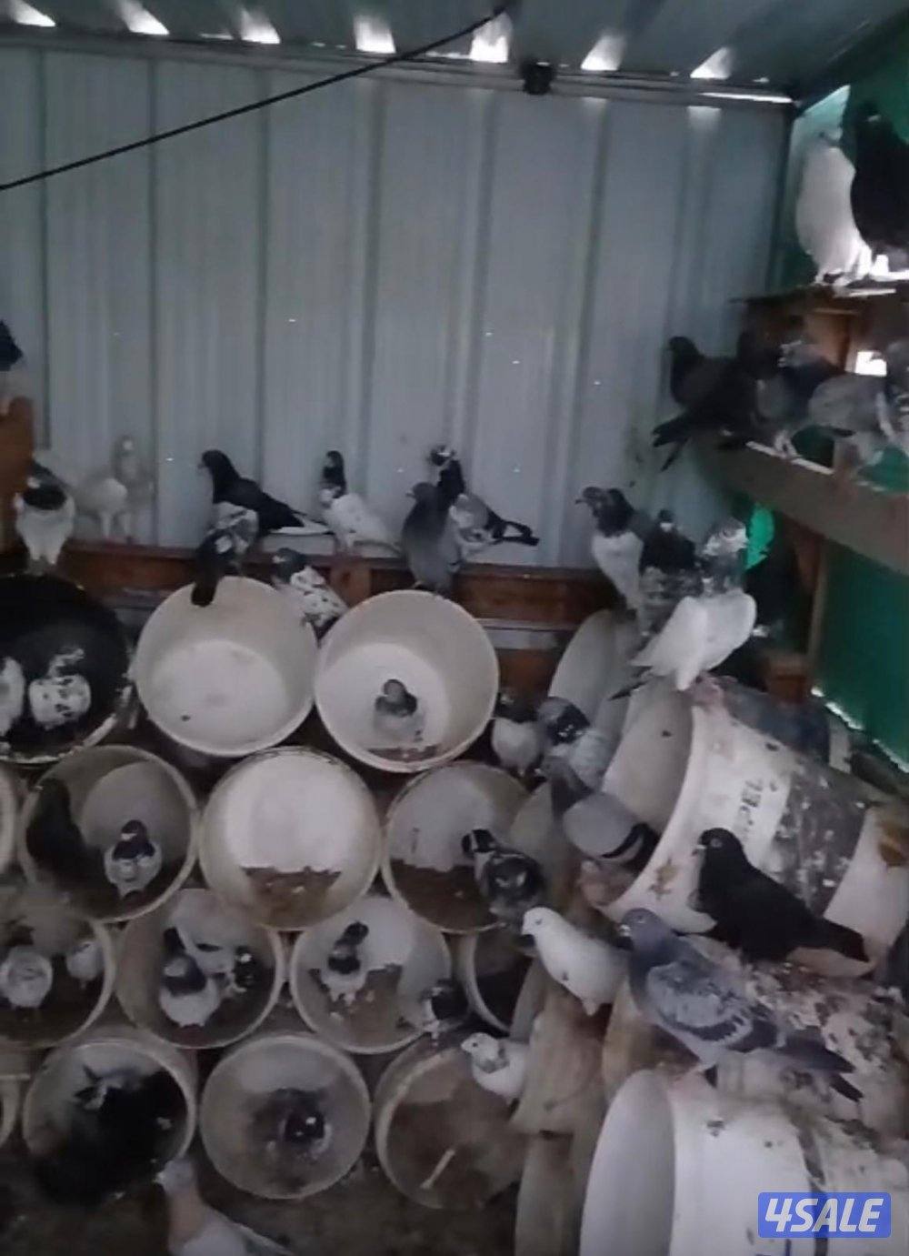 الجهرا العيون1