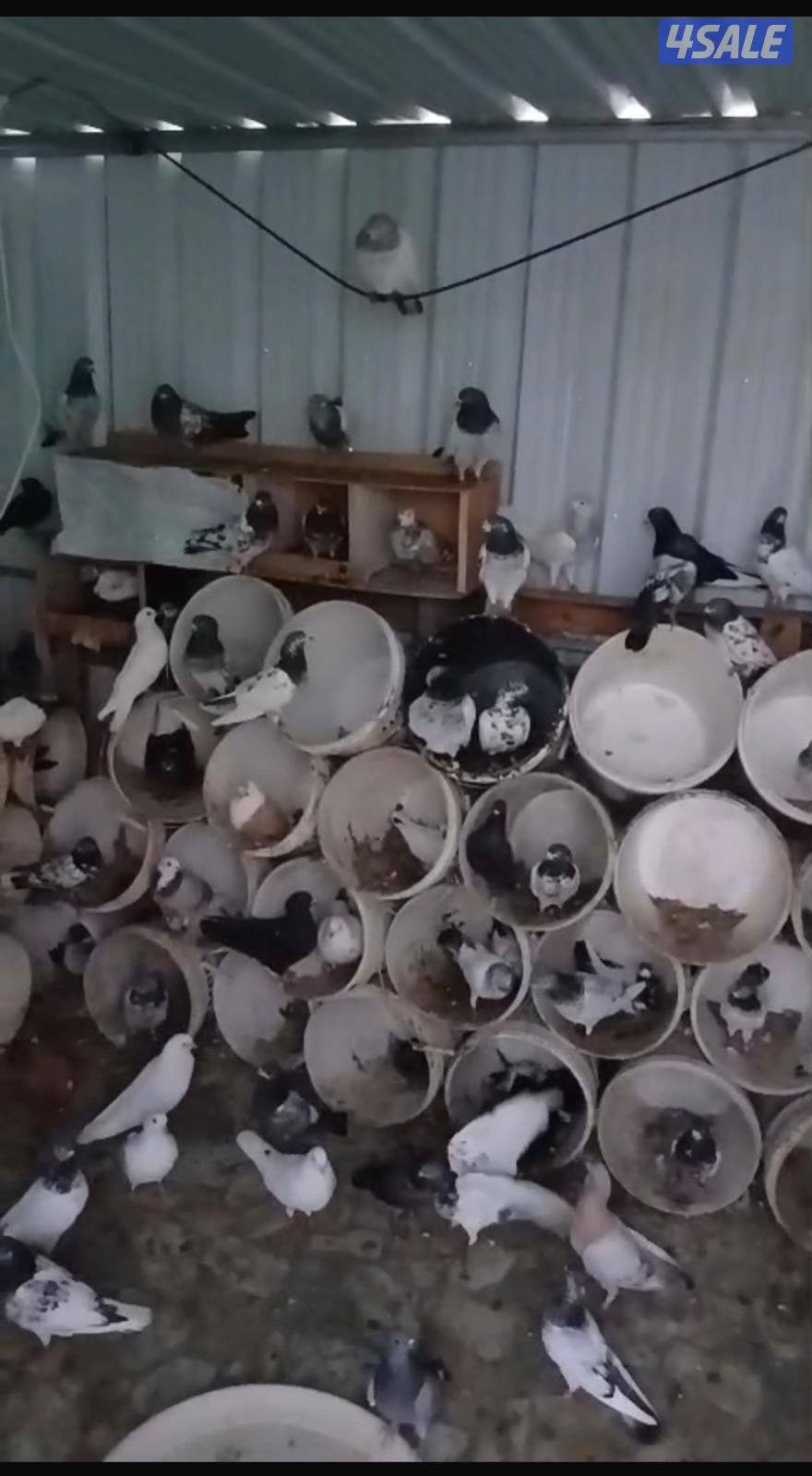 الجهرا العيون2