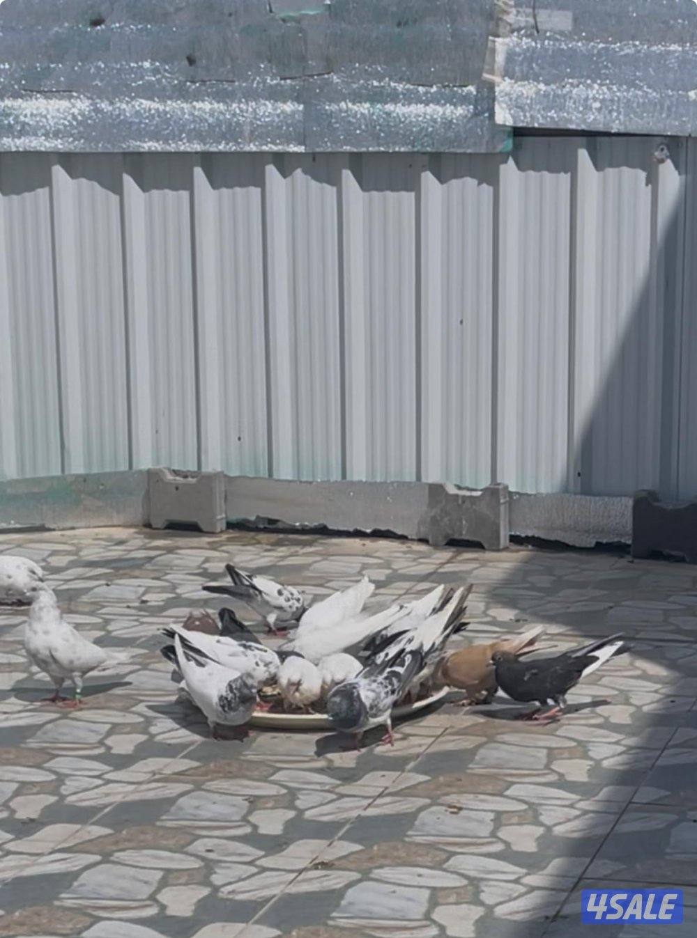 الجهرا العيون3