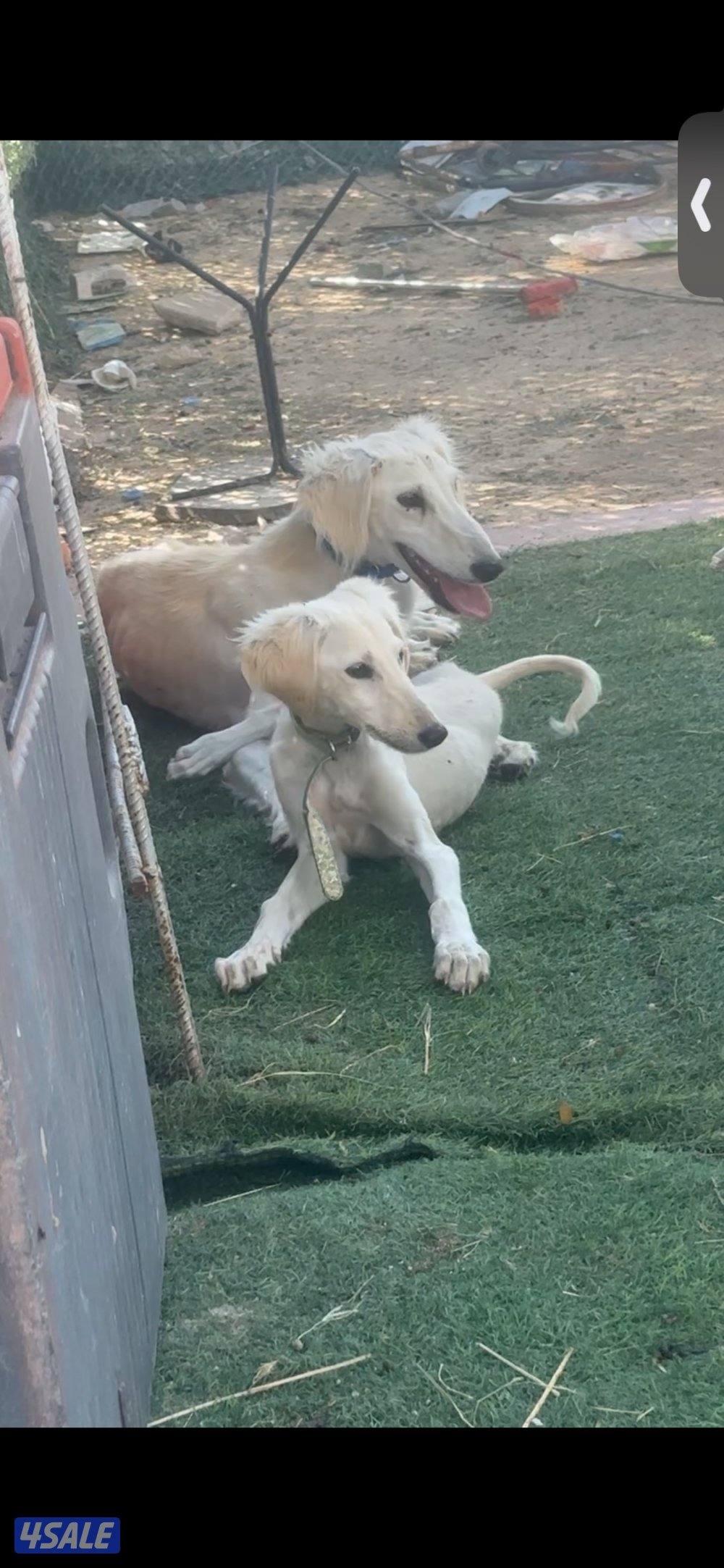 سلق + بتبول0