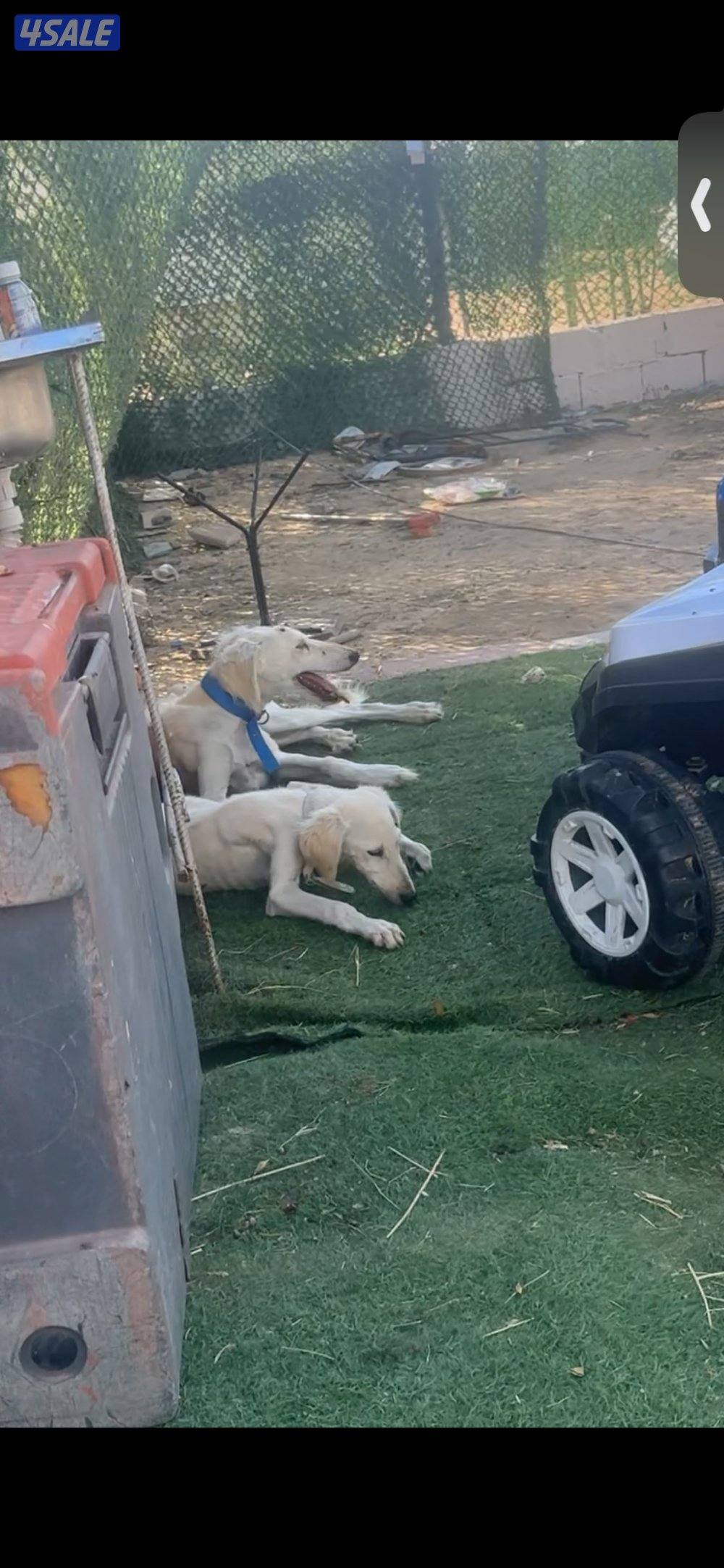 سلق + بتبول1