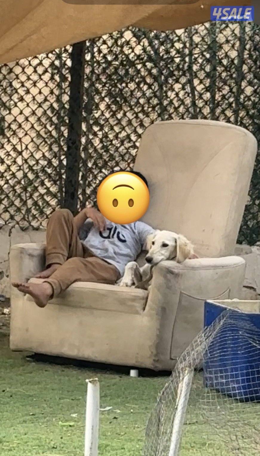 سلق + بتبول2