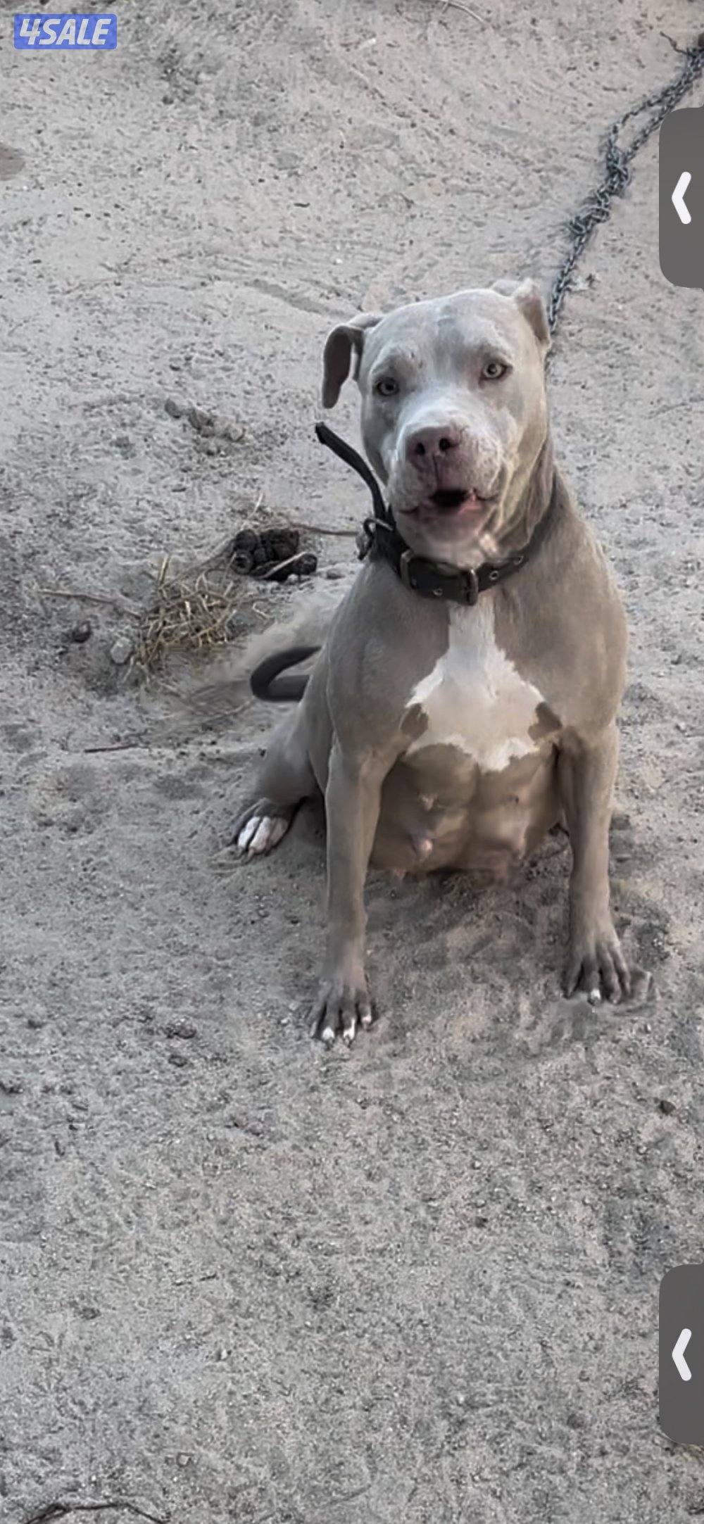 سلق + بتبول3