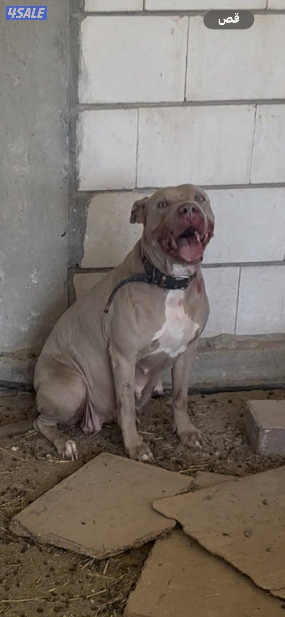 سلق + بتبول4