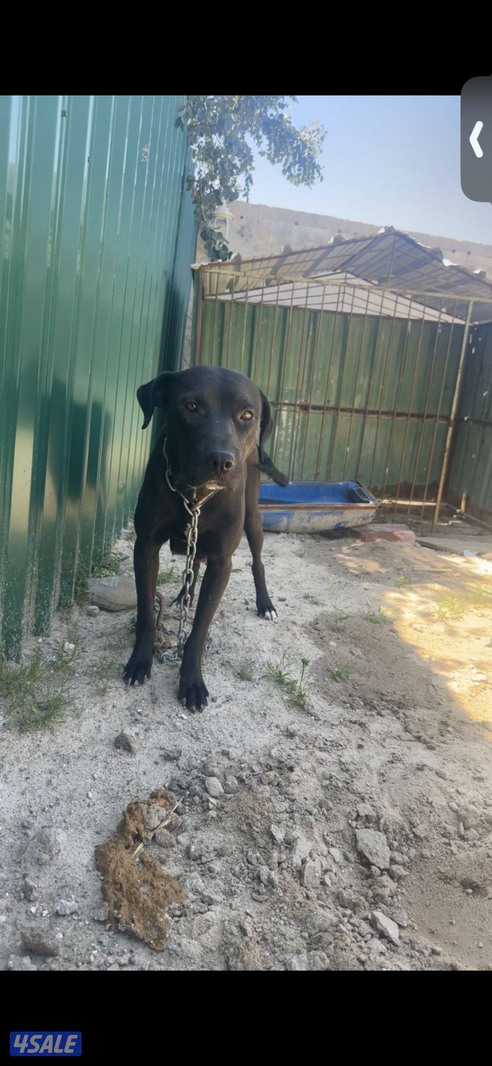 سلق + بتبول5