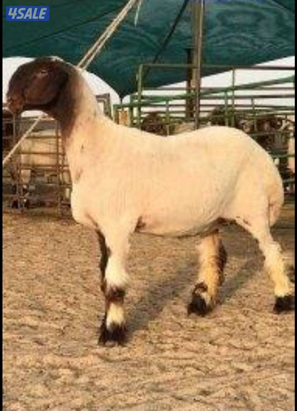 جزء غنم وتقليم اظافر وحلاقه ممتازه0