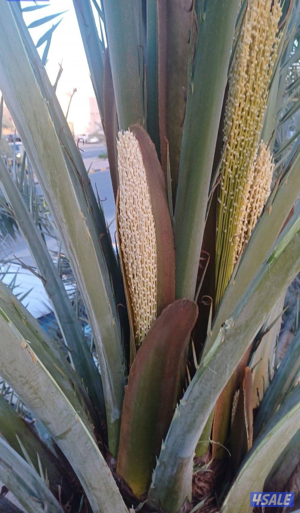 تنسيق حدائق الكويت اسعار مغرية8