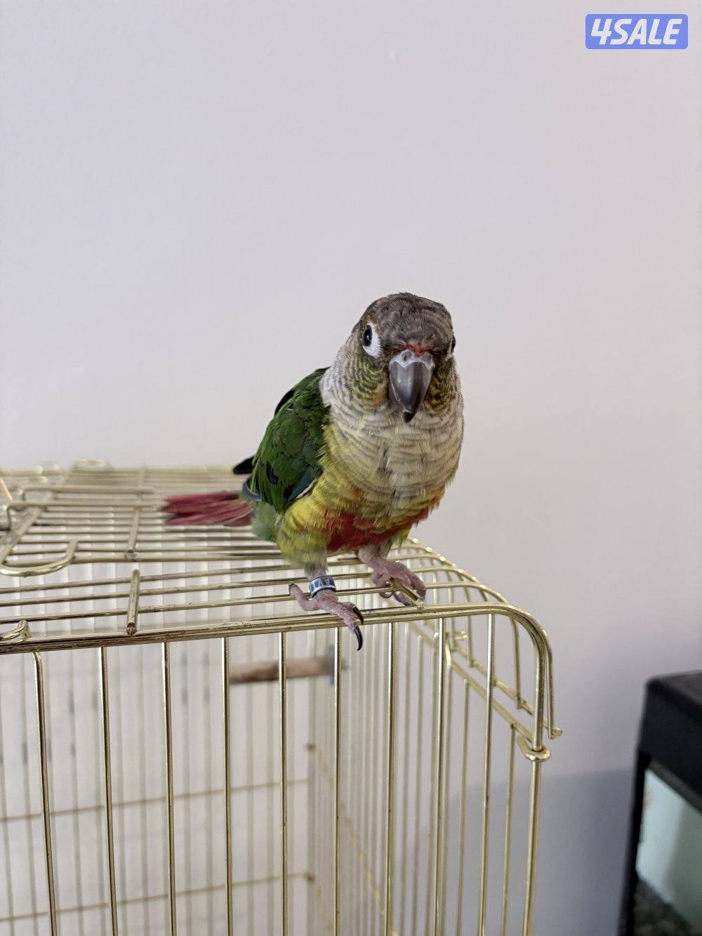 كنيور ربوه للبيع0