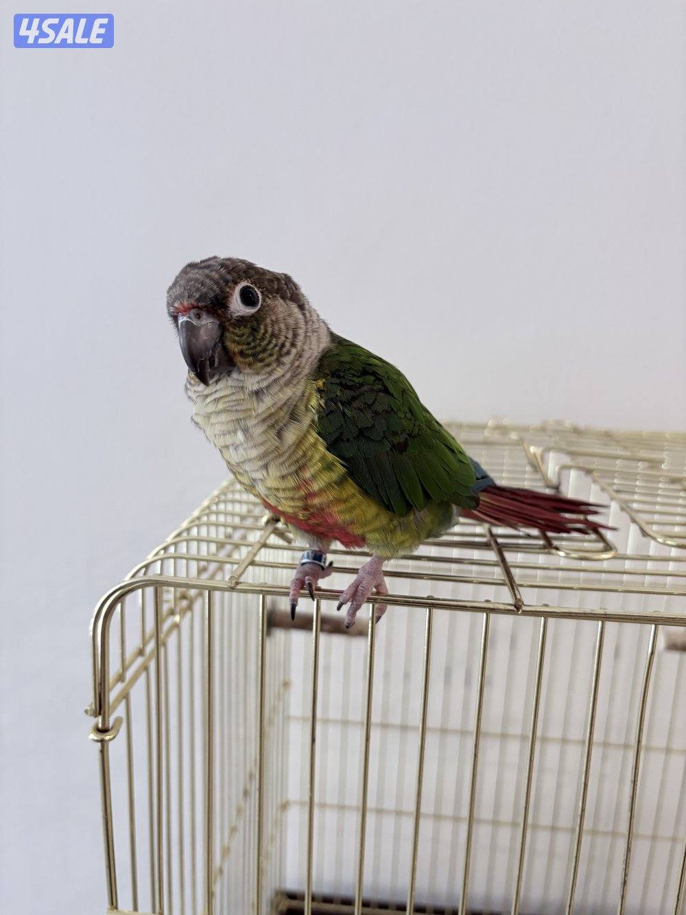 كنيور ربوه للبيع1