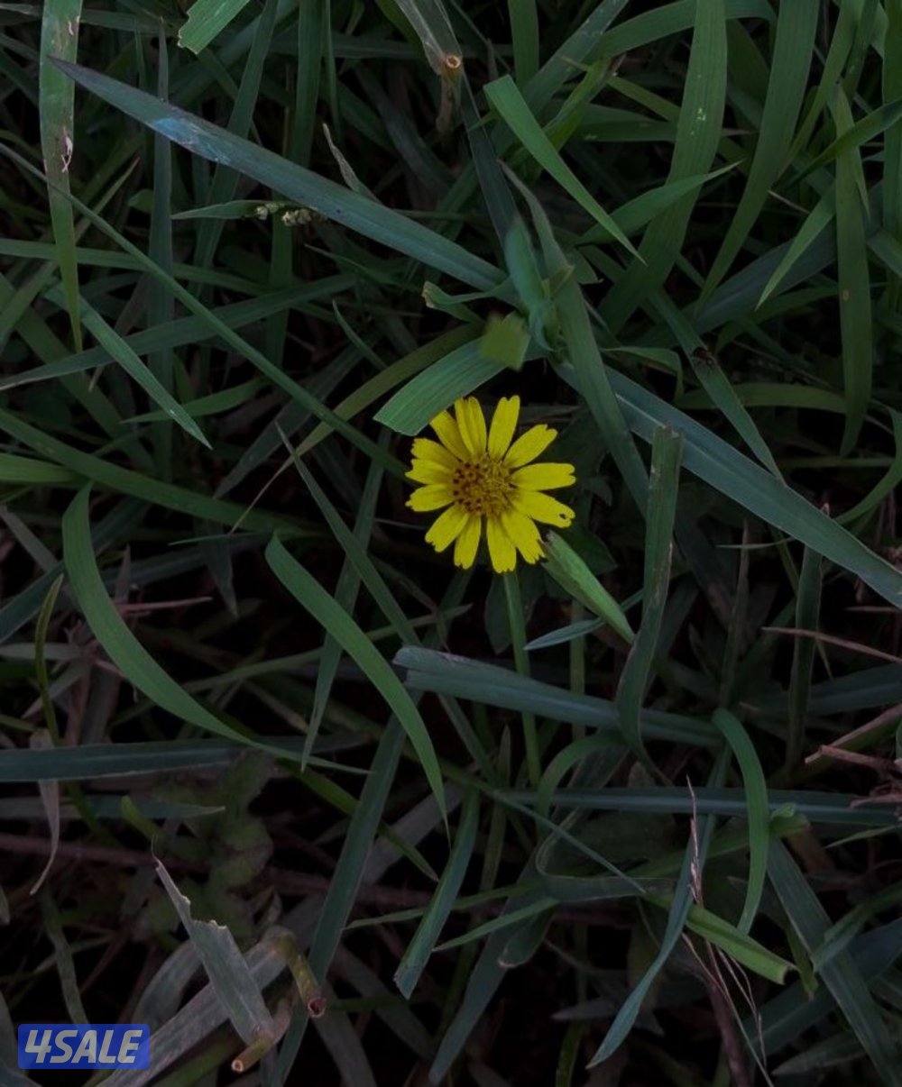 شاب كويتي ابحث عن عمل العمر 260