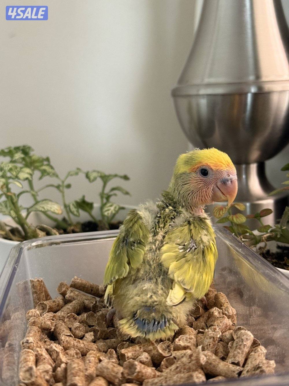 فروخ لوف بيرد و كروان الوان جميييله😍0