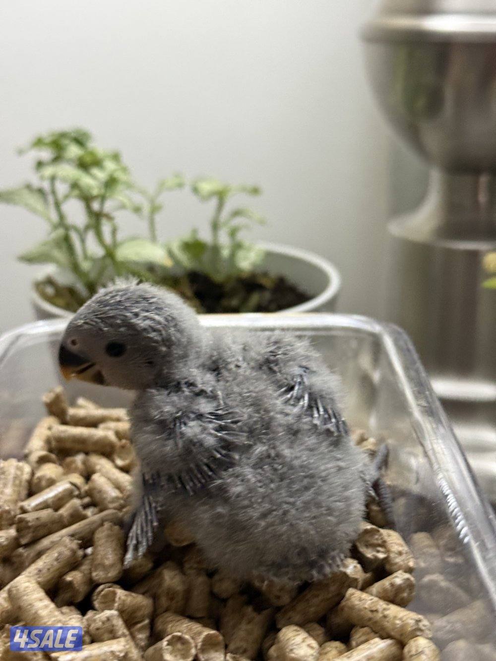 فروخ لوف بيرد و كروان الوان جميييله😍1