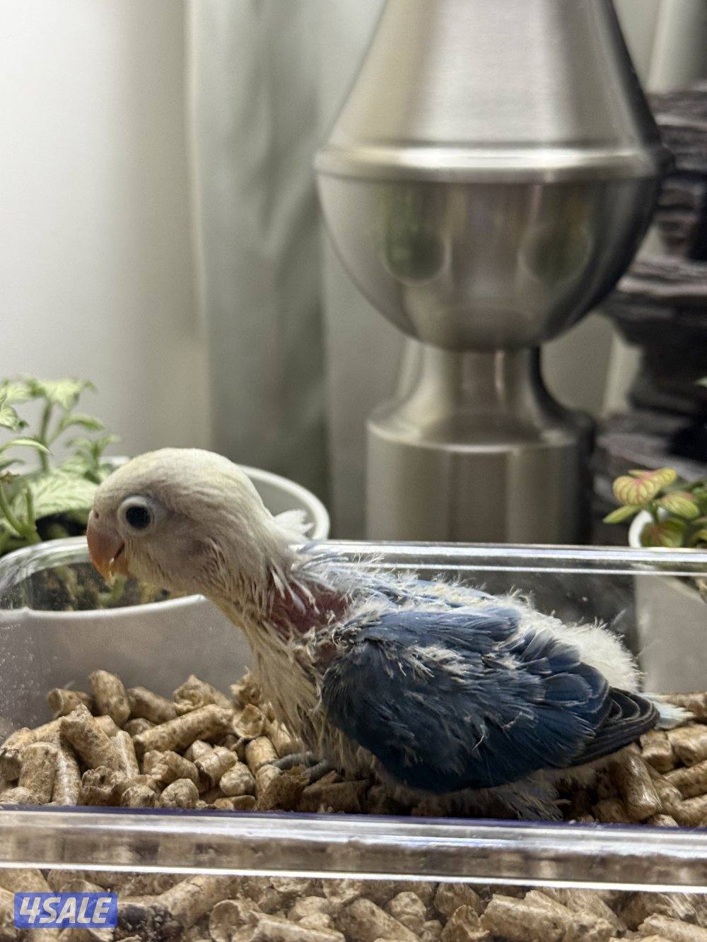 فروخ لوف بيرد و كروان الوان جميييله😍2