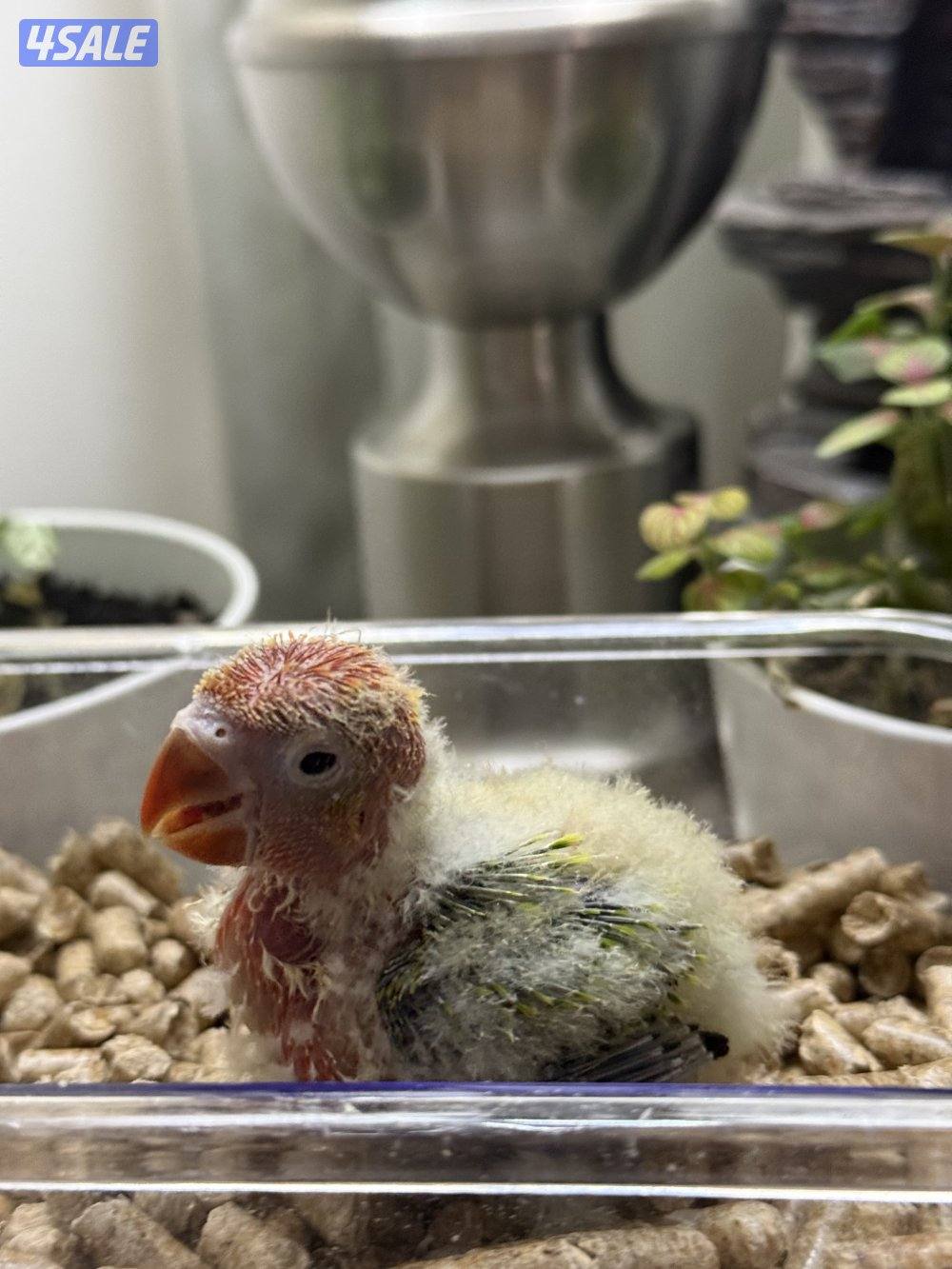 فروخ لوف بيرد و كروان الوان جميييله😍3