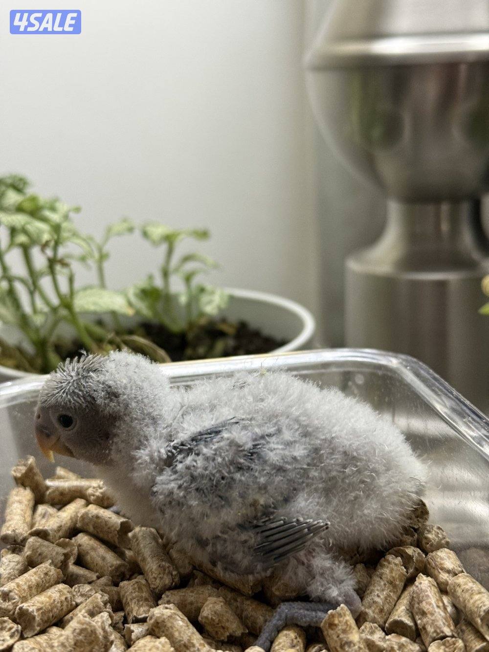 فروخ لوف بيرد و كروان الوان جميييله😍4