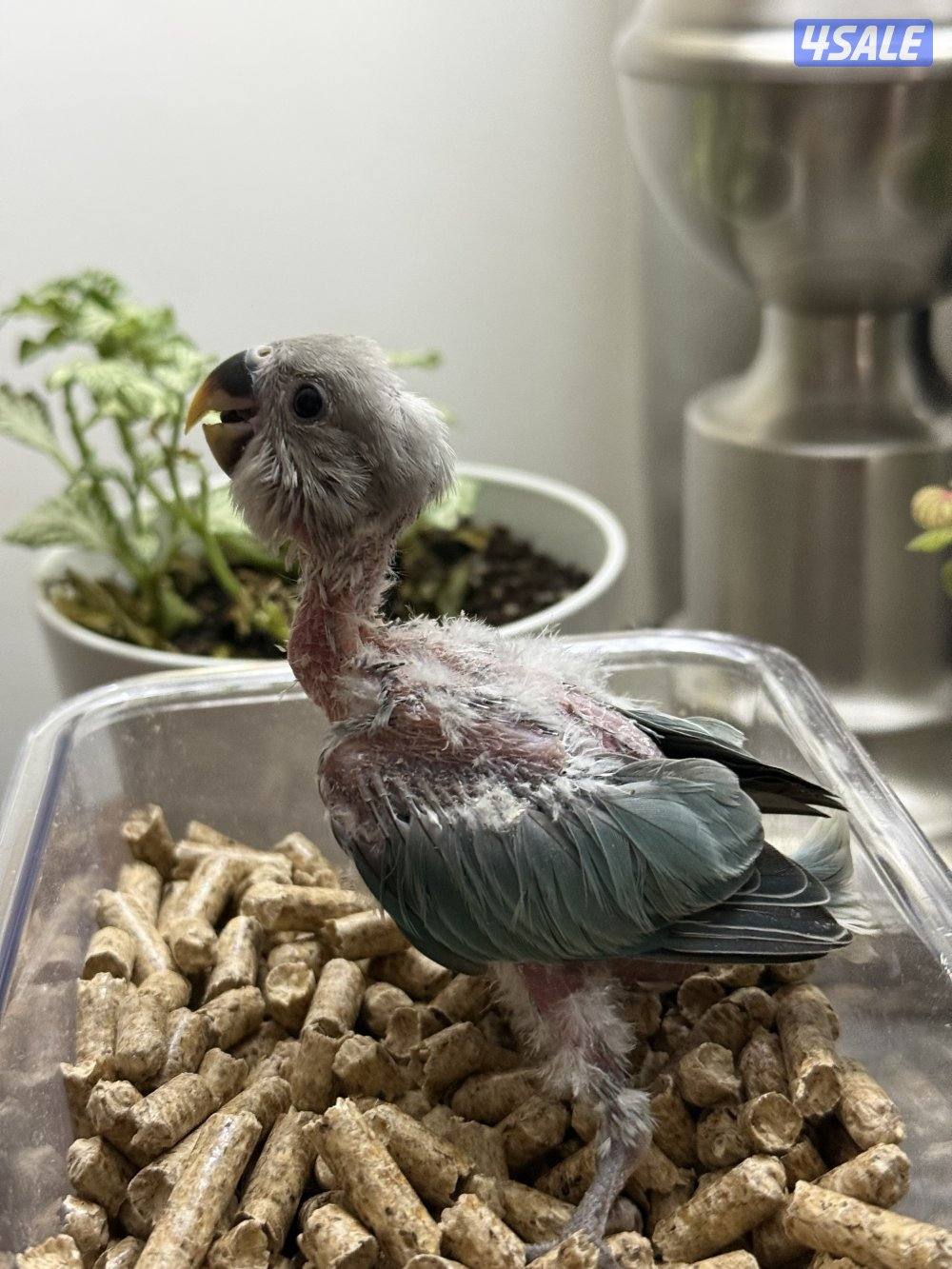 فروخ لوف بيرد و كروان الوان جميييله😍5