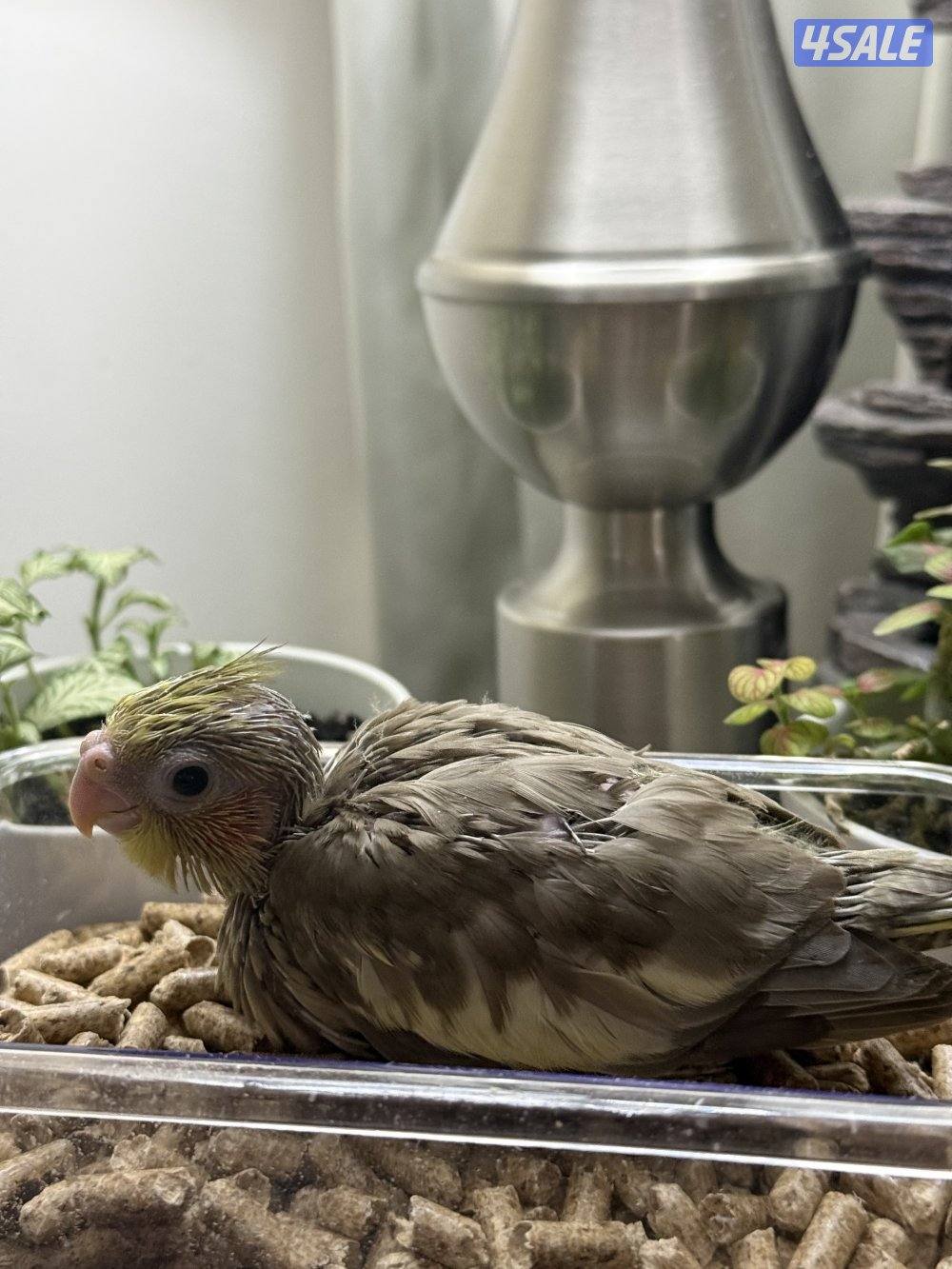 فروخ لوف بيرد و كروان الوان جميييله😍6