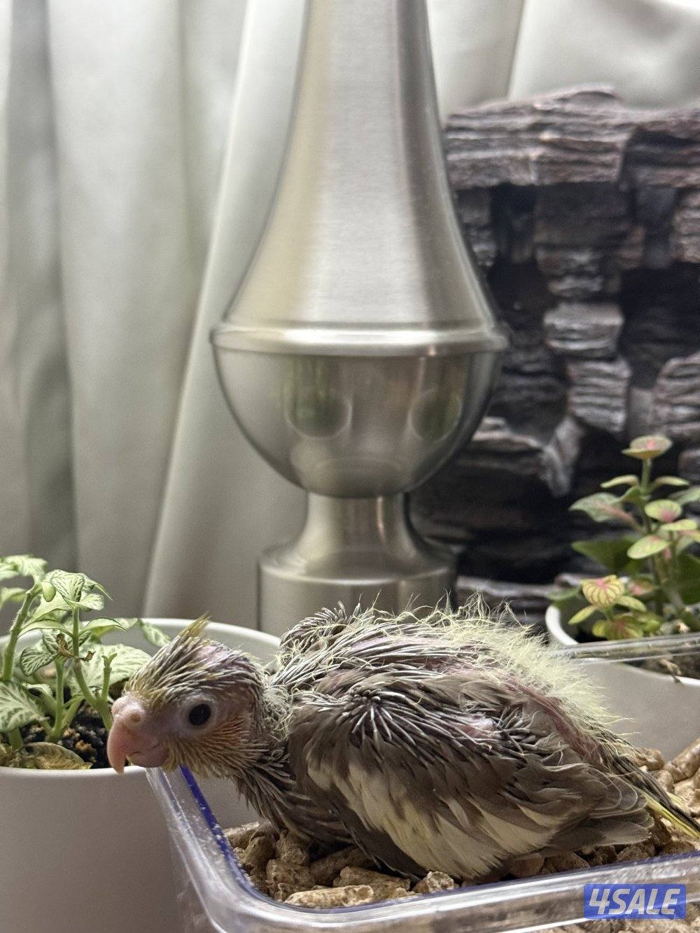 فروخ لوف بيرد و كروان الوان جميييله😍7