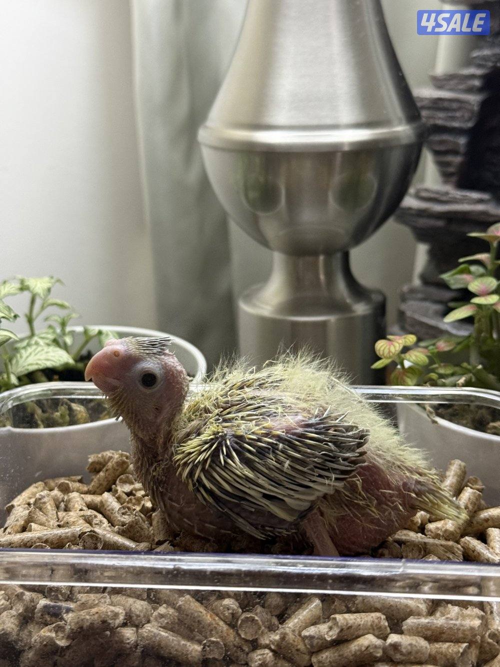 فروخ لوف بيرد و كروان الوان جميييله😍8