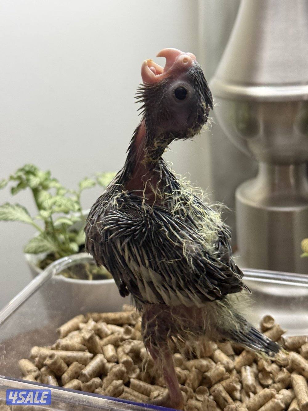 فروخ لوف بيرد و كروان الوان جميييله😍9