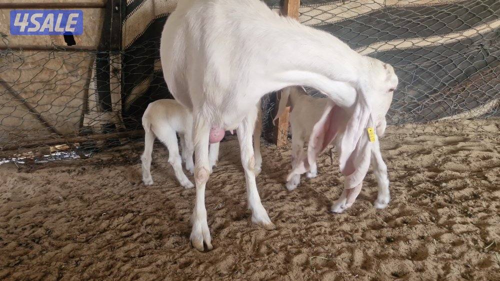 للبيع ٣ خرفان. سمان العمر تقريبا. ٣ شهور.  وعنز مطفل توم0