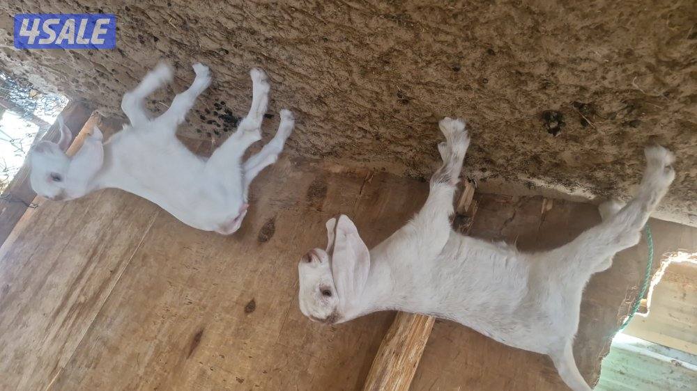 للبيع ٣ خرفان. سمان العمر تقريبا. ٣ شهور.  وعنز مطفل توم1