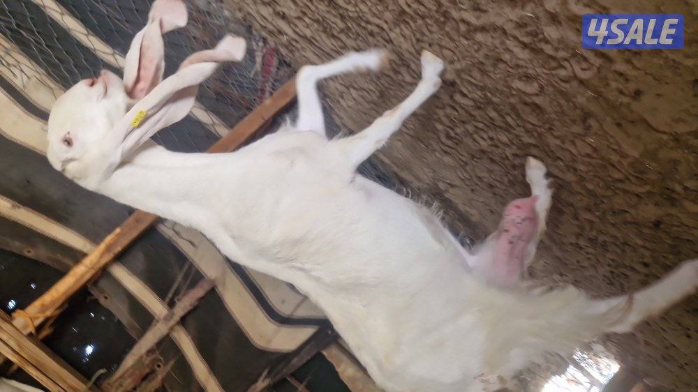 للبيع ٣ خرفان. سمان العمر تقريبا. ٣ شهور.  وعنز مطفل توم2